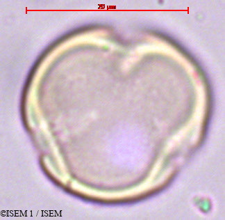 ISEM 1/Holboellia_coriacea_29363/Holboellia_coriacea_29363_0003(copy).jpg